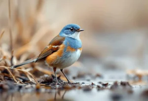 Avec ses couleurs éclatantes en plein cœur de l’hiver, la Gorgebleue à miroir se laisse facilement observer en France en janvier