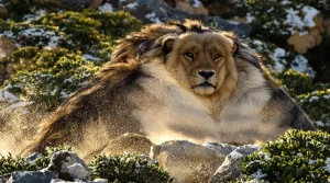 Après avoir blessé un chien de chasse, un chasseur abat un sanglier de près de 180 kg lors d’une battue